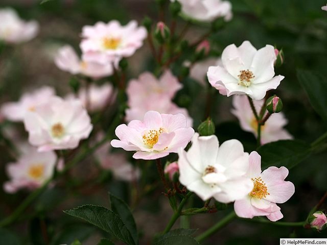 'Sakura' rose photo