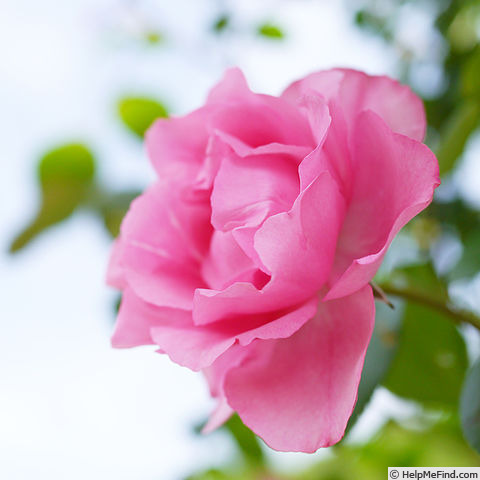 'Shugyoku' rose photo