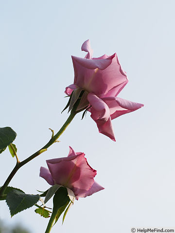 'Madame Violet, Cl.' rose photo