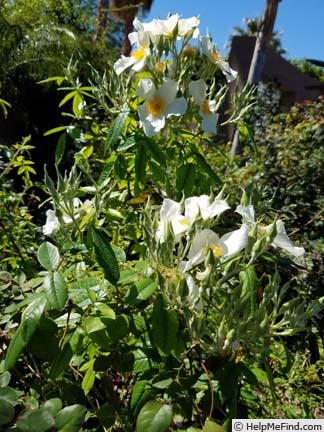 '<i>Rosa lyellii</i> Lindley' rose photo