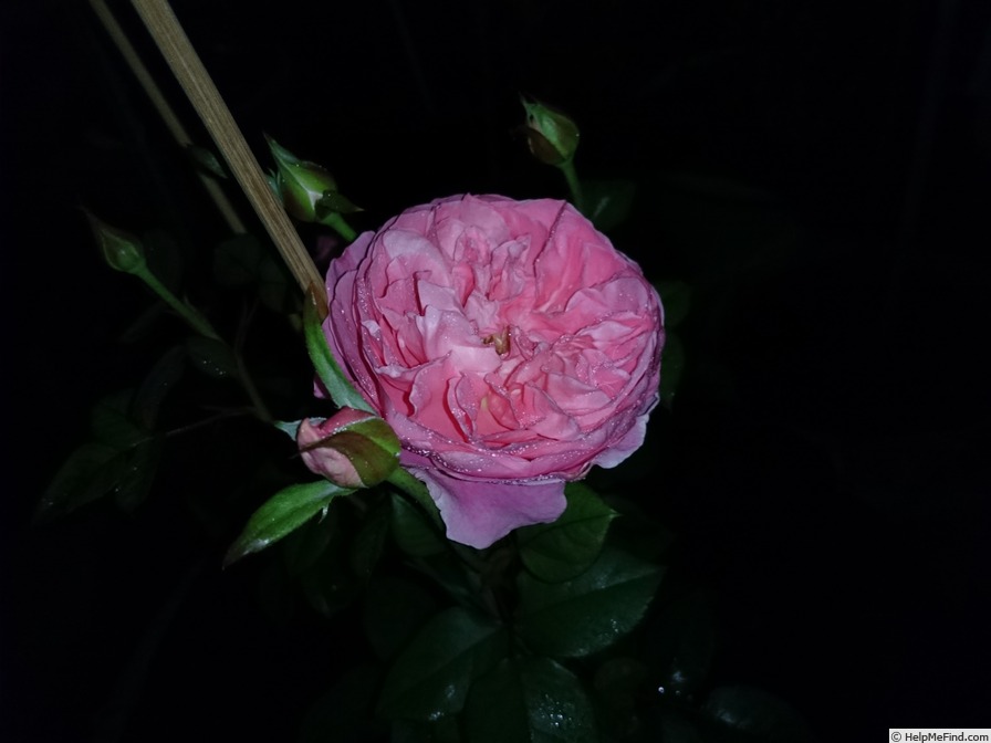 'Phoebe (Shrub, Austin, 2000/04)' rose photo