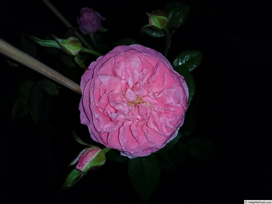 'Phoebe (Shrub, Austin, 2000/04)' rose photo
