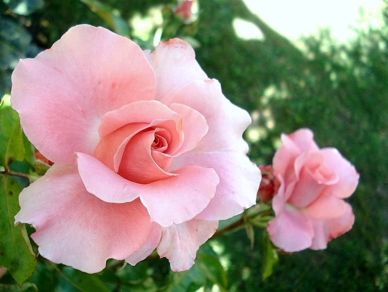 'Paris d'Yves St. Laurent' rose photo