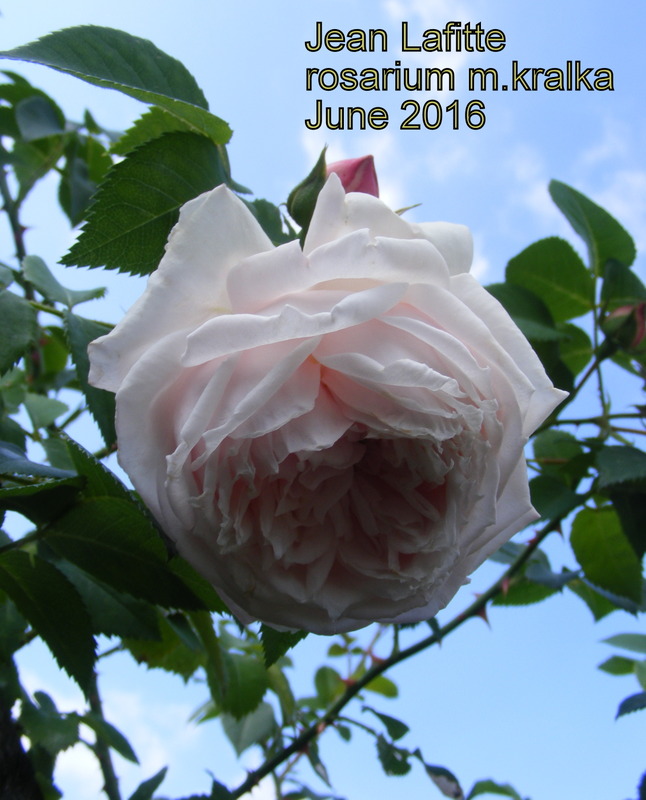 'Jean Lafitte' rose photo