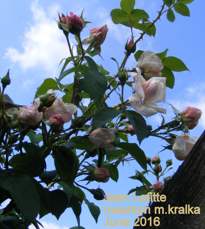 'Jean Lafitte' rose photo