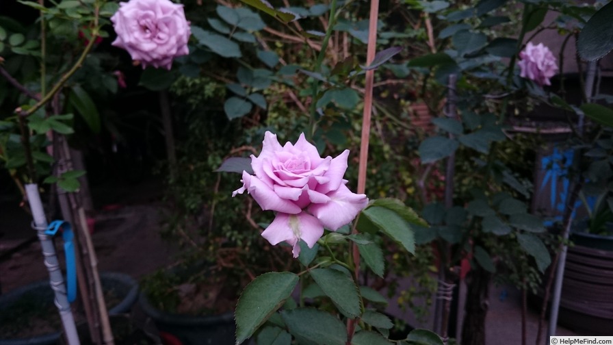 'Sweet Moon' rose photo