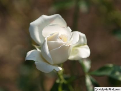 'Bridal Fantasy' rose photo