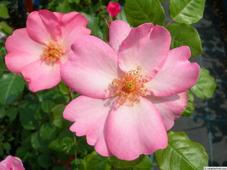 'Blaze of Glory (floribunda, Interplant, 2005)' rose photo