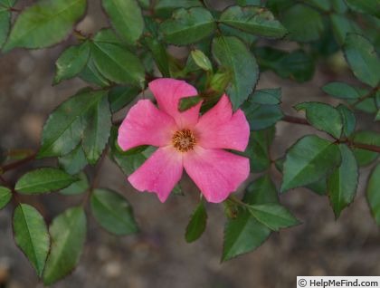 'Chizuru' rose photo