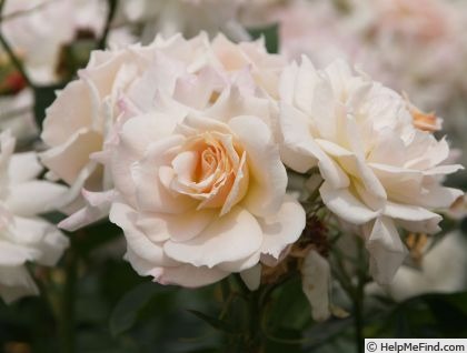 'Ukigomo' rose photo