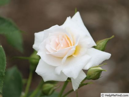 'Ukigomo' rose photo