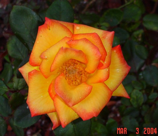 'Red Gold' rose photo