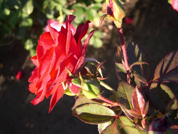 'Ivan's Garden'  photo