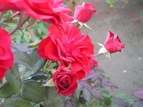 'Ivan's Garden'  photo