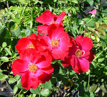 'Dusky Maiden (Floribunda, Grice, 1947)' rose photo