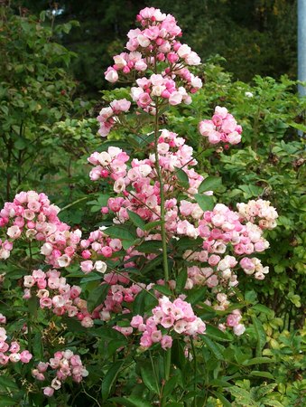 'Menja' rose photo