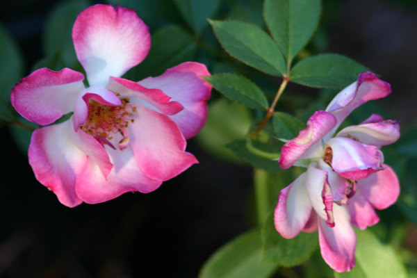 'Sweet Vivien' rose photo