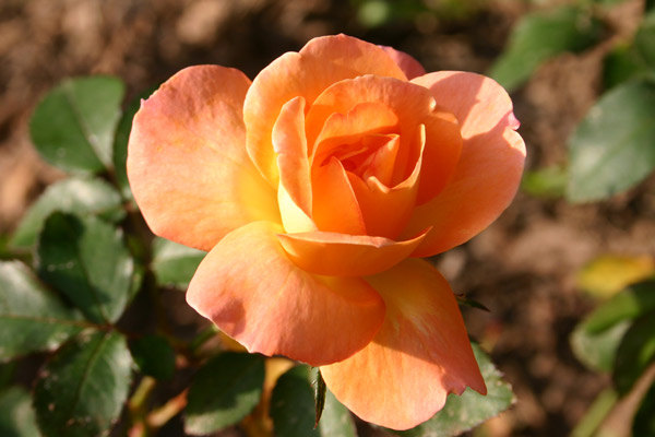 'Bengal Tiger ™' rose photo