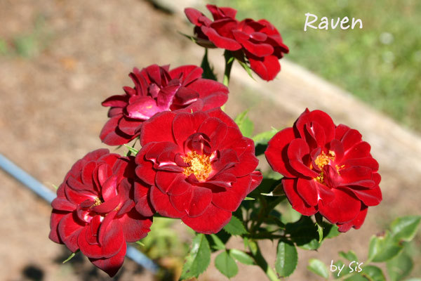 'Raven ™' rose photo