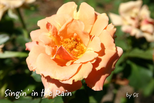 'Singin' in the Rain' rose photo