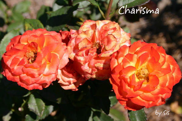 'Charisma (floribunda, Jelly 1968)' rose photo