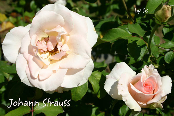 'Johann Strauss ®' rose photo