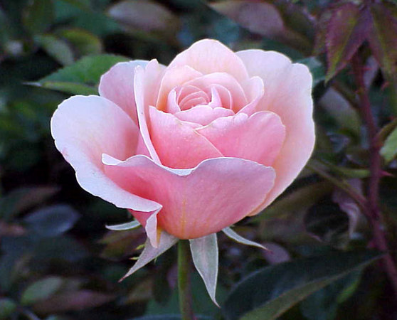 'Savannah' Rose