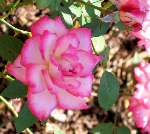 'Sweet Caroline' rose photo