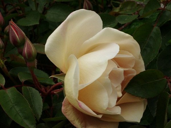 'Twilight Mist' rose photo