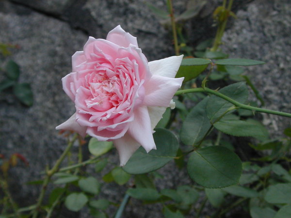 'September Morn' rose photo