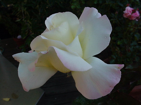 'Garden Party (hybrid tea, Swim, 1959)' rose photo
