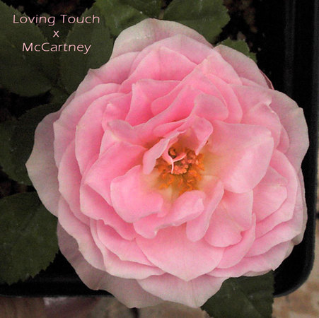 'Madam Bouvier' rose photo