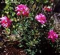 'De Montarville' rose photo