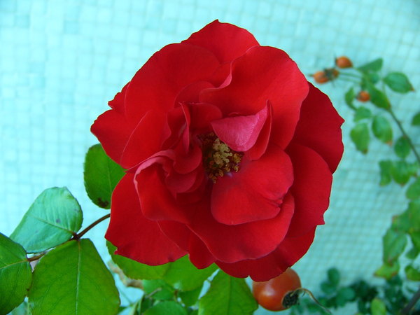 'La Sevillana ®' rose photo