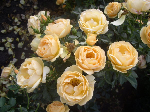 'Amber Cover ®' rose photo