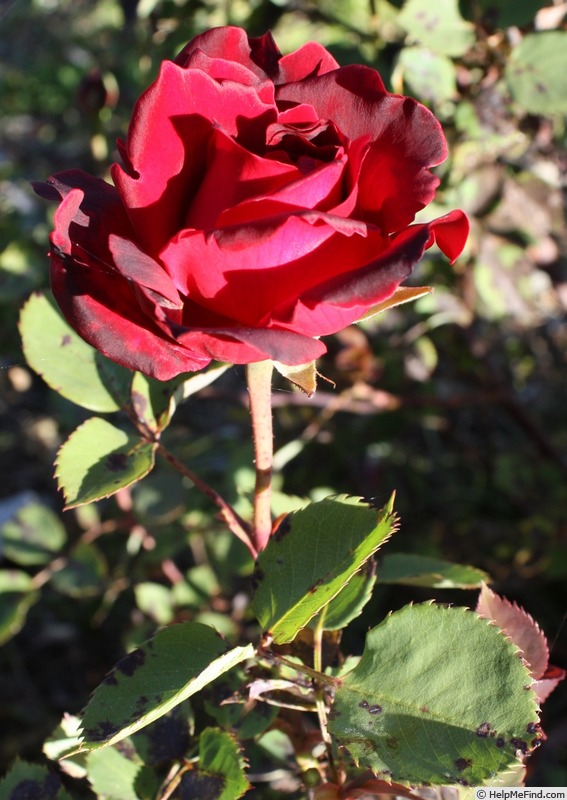 'Mrs. Albert Nash' rose photo