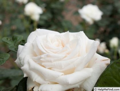 'Snow Diamond' rose photo