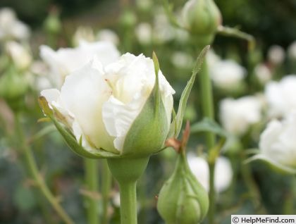 'Snow Diamond' rose photo