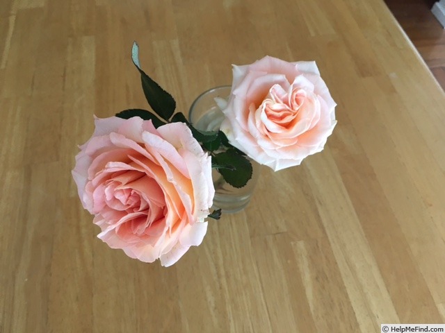 'Scent-Sation' rose photo