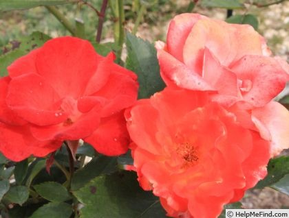 'Alezane ® (floribunda, Dorieux, 1986)' rose photo