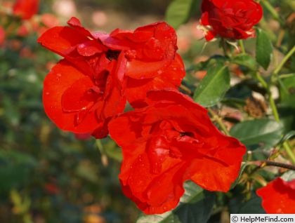 'Albert-Georg-Pluta-Rose' rose photo