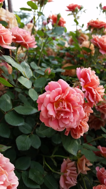'Aldebaran' rose photo