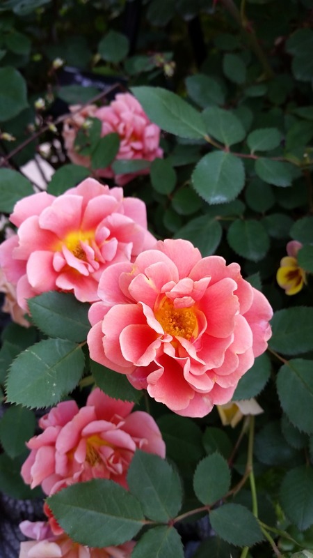 'Aldebaran' rose photo
