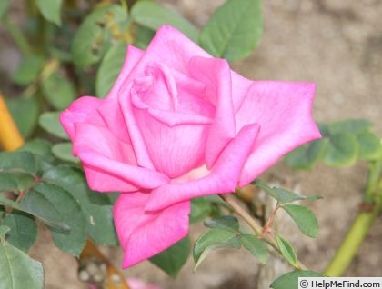 'June Park' rose photo
