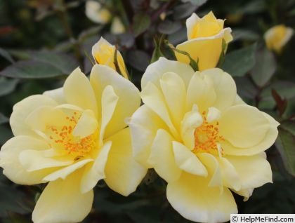 'Baby Eclipse ™' rose photo