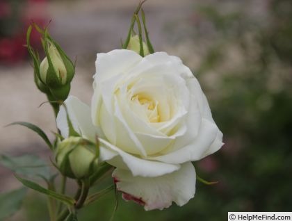 'Starglo' rose photo
