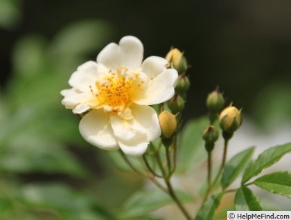 'R sambucina' rose photo
