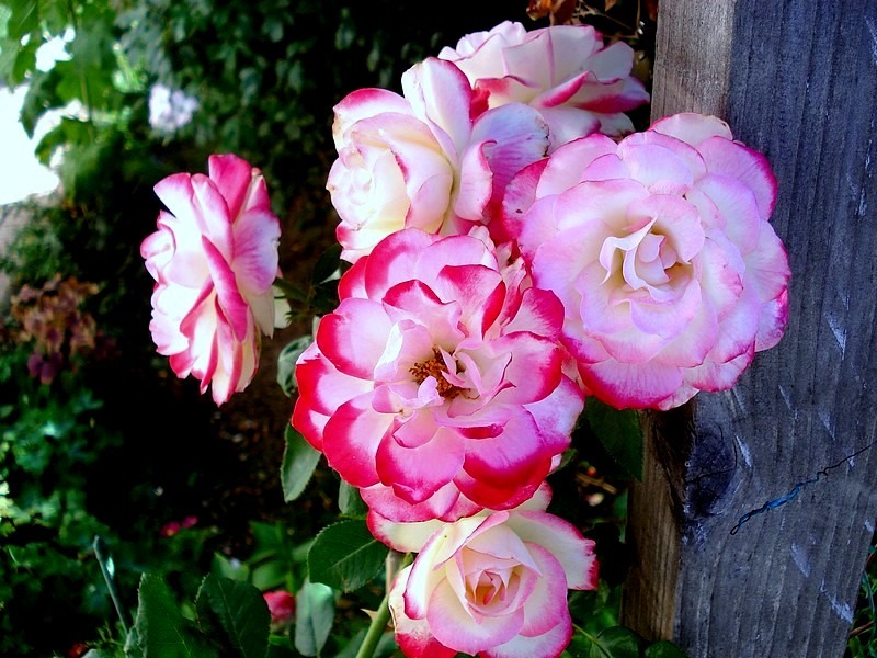 'Jubilé du Prince de Monaco ®' rose photo