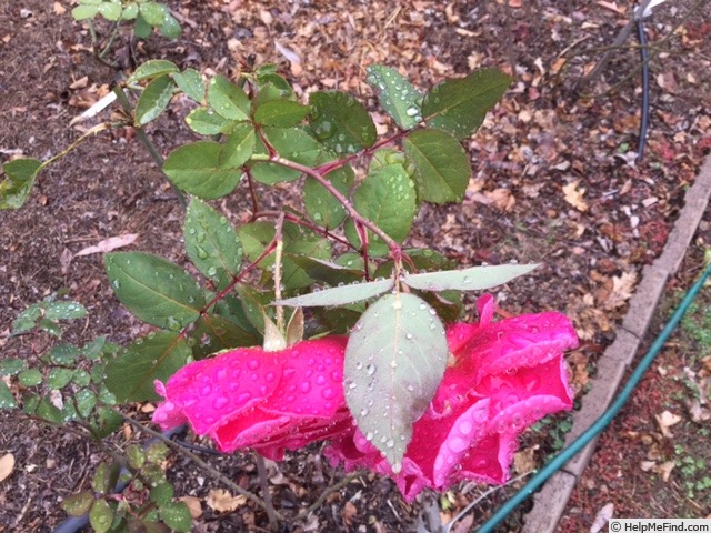 'Patrick Anderson' rose, click to enlarge 'Patrick Anderson' rose photo