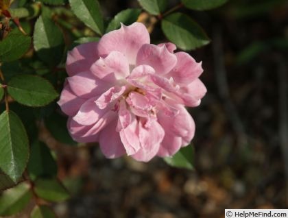 'New Penny' rose photo